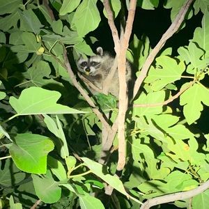 Meet your Posher, Elijah